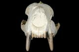 Fossil Hyaenodon Skull - South Dakota #131362-10